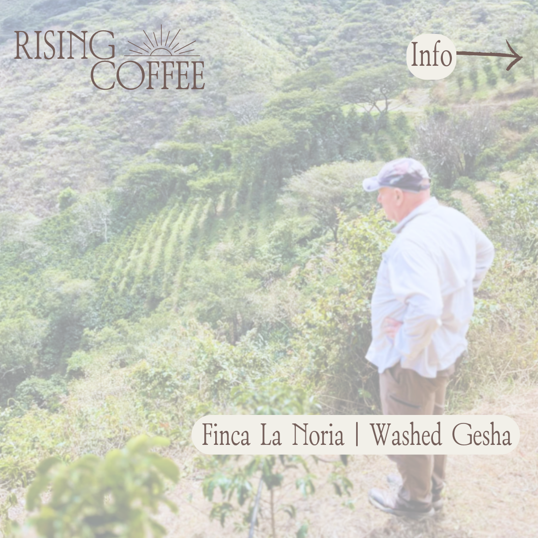 Finca La Noria | Washed Gesha | Ecuador COE #1
