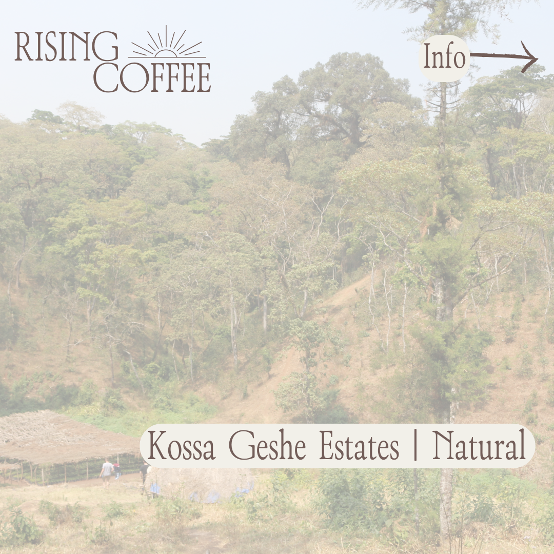 Kossa Geshe Estates | Ethiopia | Natural
