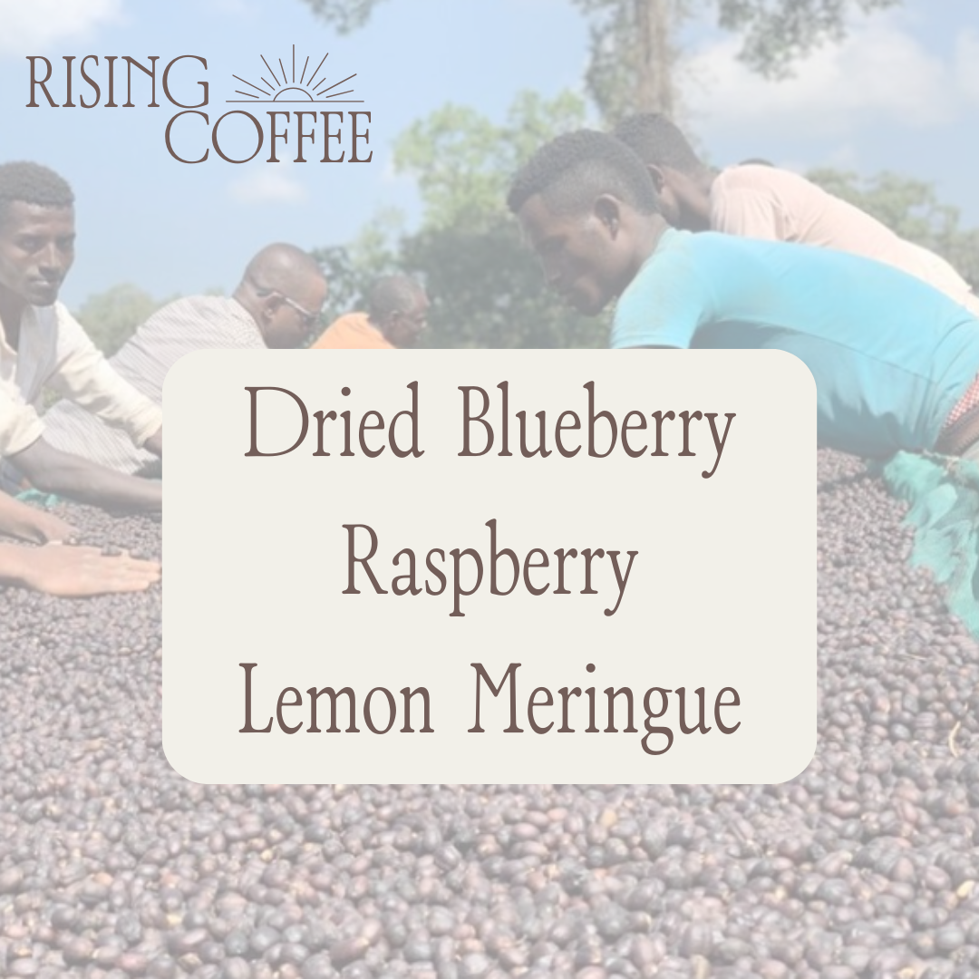 Kossa Geshe Estates | Ethiopia | Natural