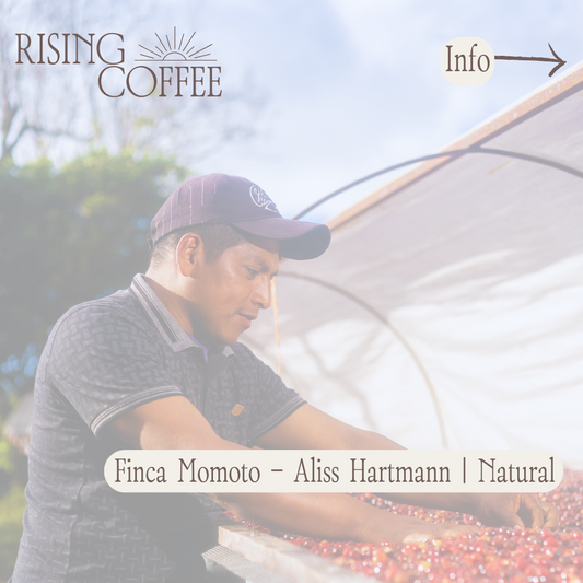Finca Momoto - Aliss Hartmann | Natural Geisha | Panama