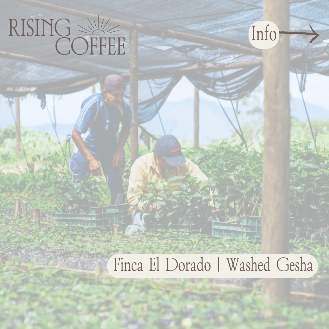 Finca El Dorado | Washed Gesha | Ecuador COE #8