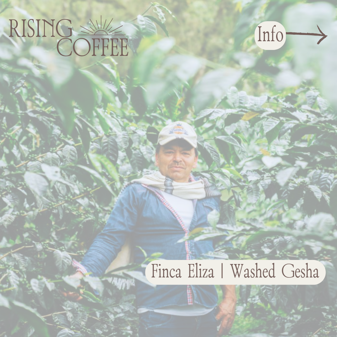 Finca Eliza | Washed Gesha | Ecuador COE #10