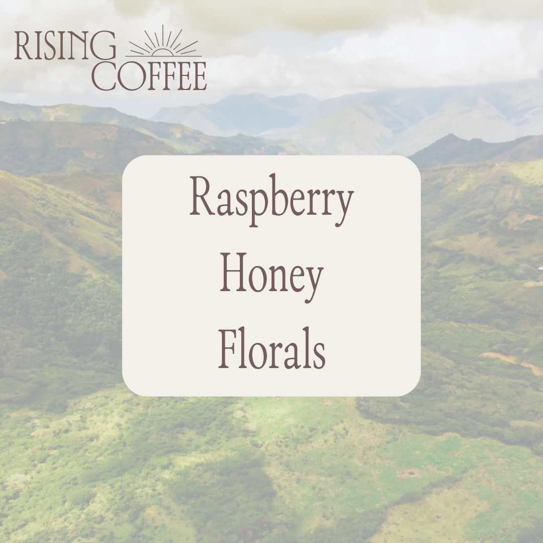 Finca Eliza | Washed Gesha | Ecuador COE #10