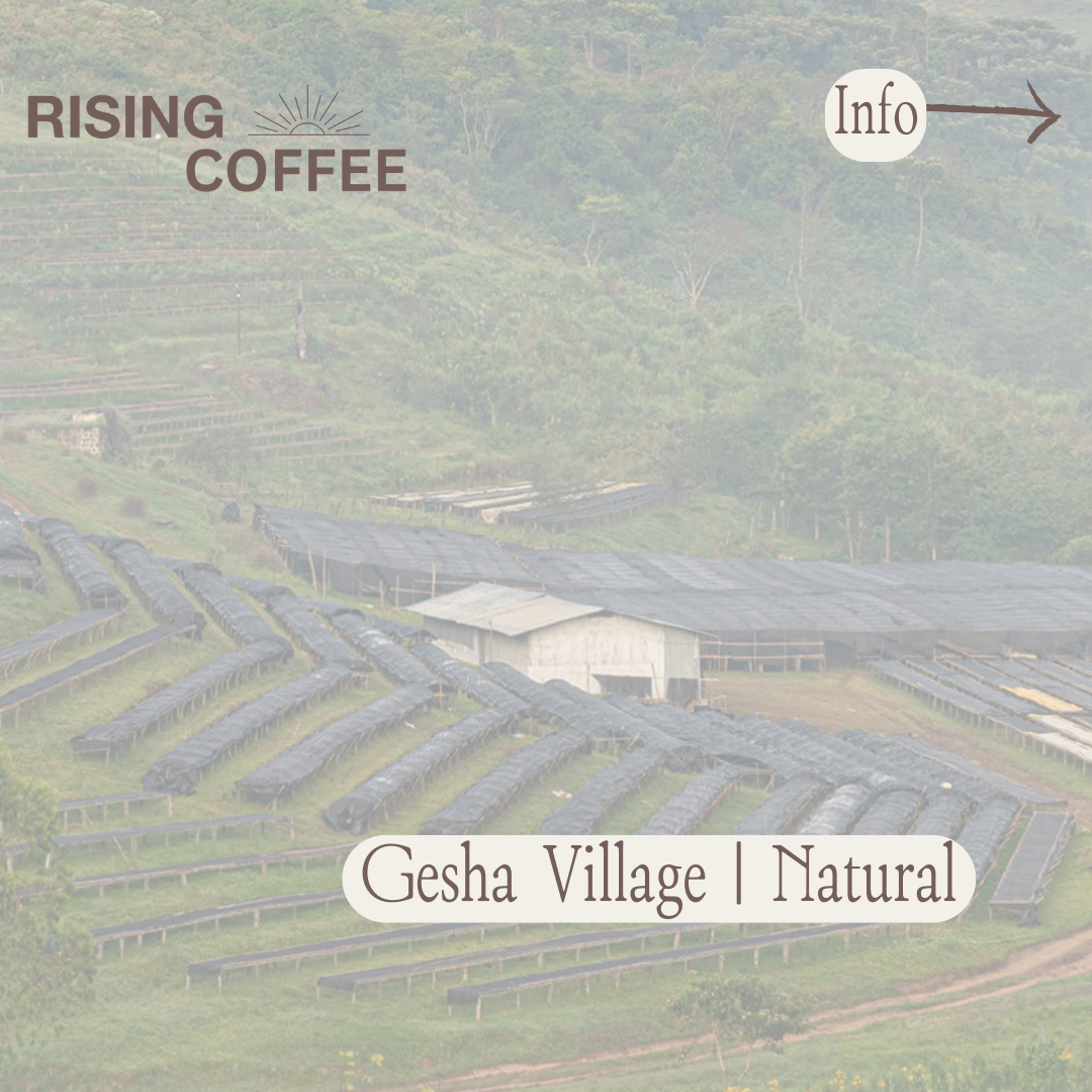 Gesha Village | Natural | Ethiopia