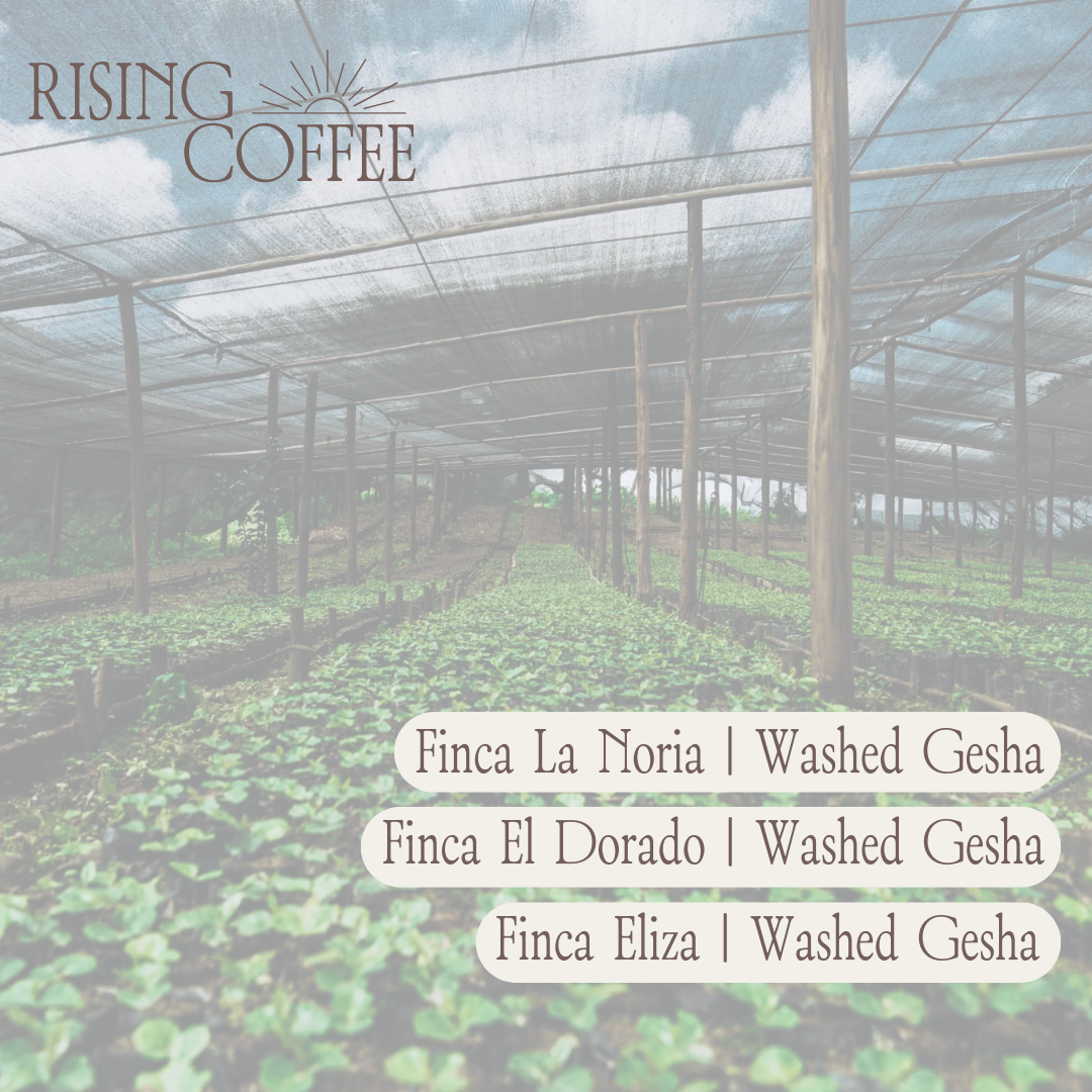 Ecuador COE Bundle | La Noria, El Dorado, Eliza