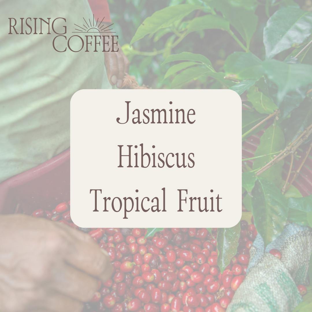 Hacienda La Esmeralda | Natural Gesha | Panama