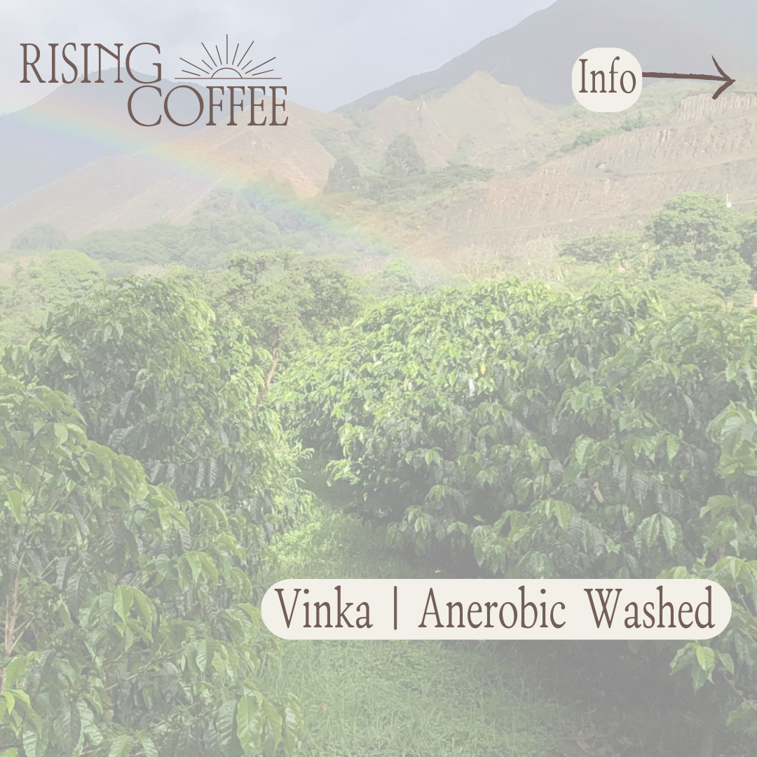Vinka | Anaerobic Washed Sidra | Ecuador